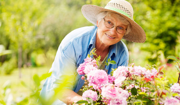 Seniorin im Garten schneidet Rosen