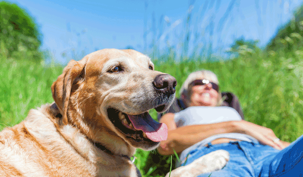 Eine Senioren liegt bei Sonnenschein im Gras und nehmen ihr liegt ein Hund.